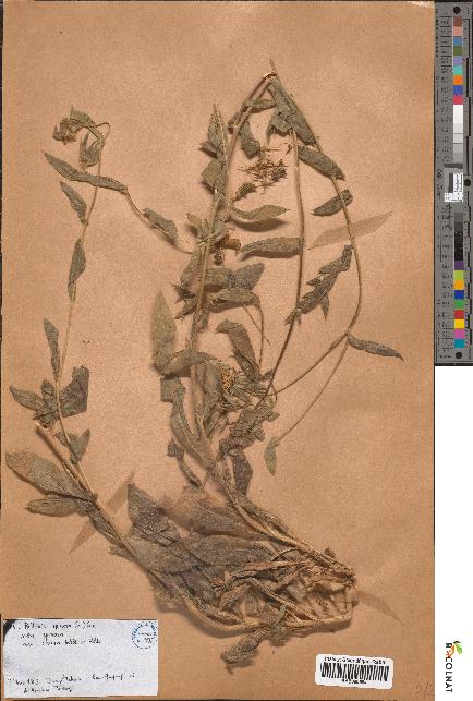 spécimen de Pallenis spinosa