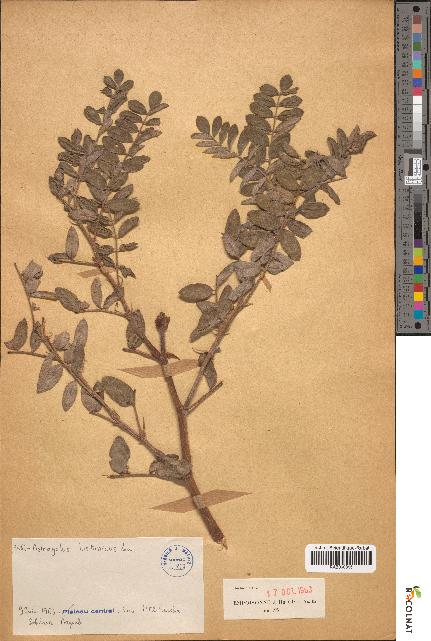 spécimen de Astragalus lusitanicus
