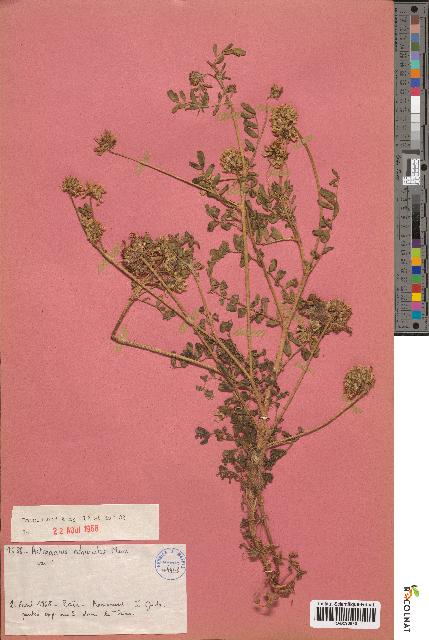 spécimen de Astragalus echinatus
