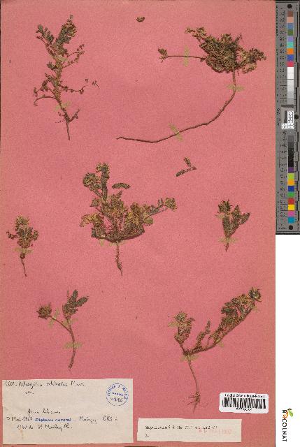 spécimen de Astragalus echinatus