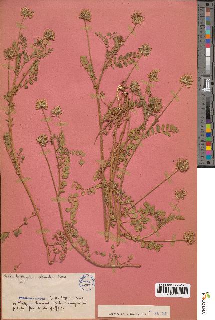 spécimen de Astragalus echinatus