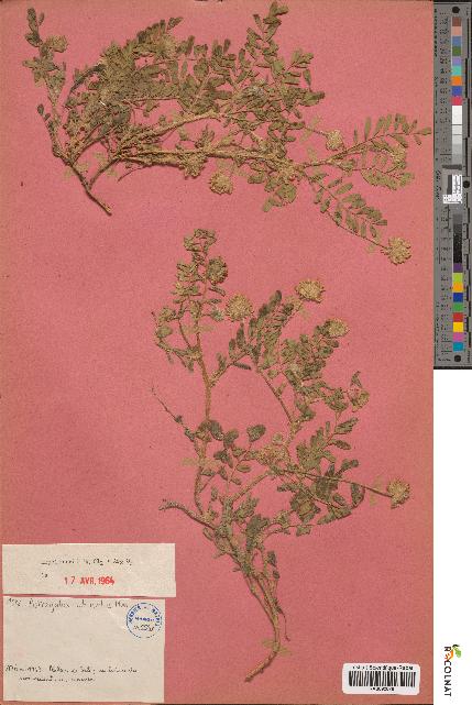 spécimen de Astragalus echinatus