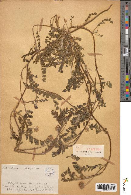 spécimen de Astragalus echinatus