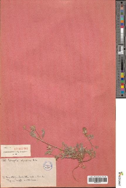 spécimen de Astragalus polyactinus