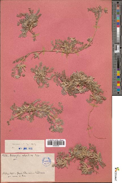spécimen de Astragalus polyactinus