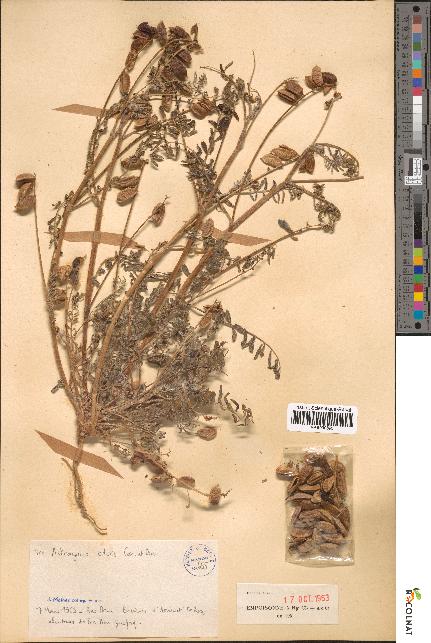 spécimen de Astragalus edulis
