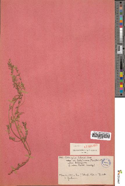 spécimen de Astragalus solandri