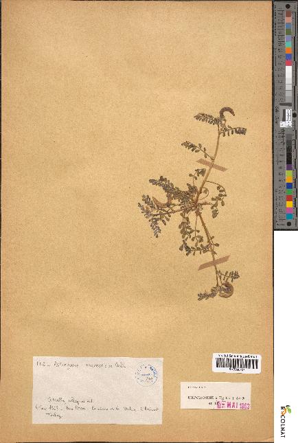spécimen de Astragalus mareoticus