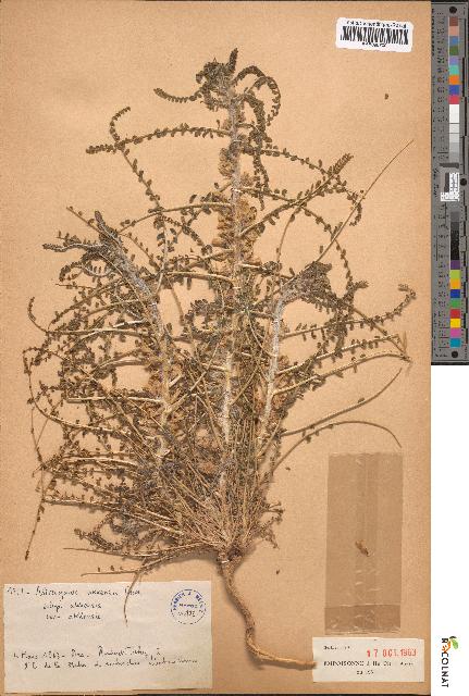spécimen de Astragalus akkensis