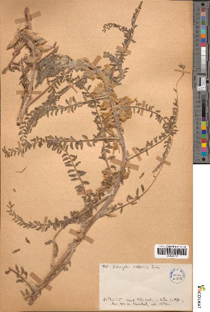 spécimen de Astragalus akkensis