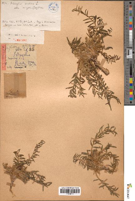 spécimen de Astragalus caprinus