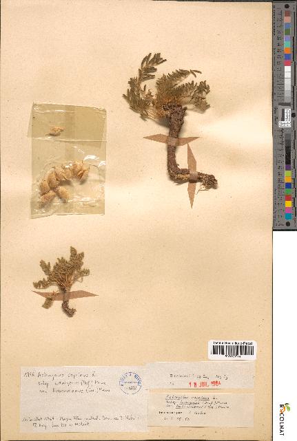 spécimen de Astragalus caprinus