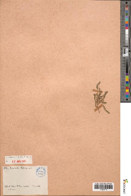 spécimen de Biserrula pelecinus
