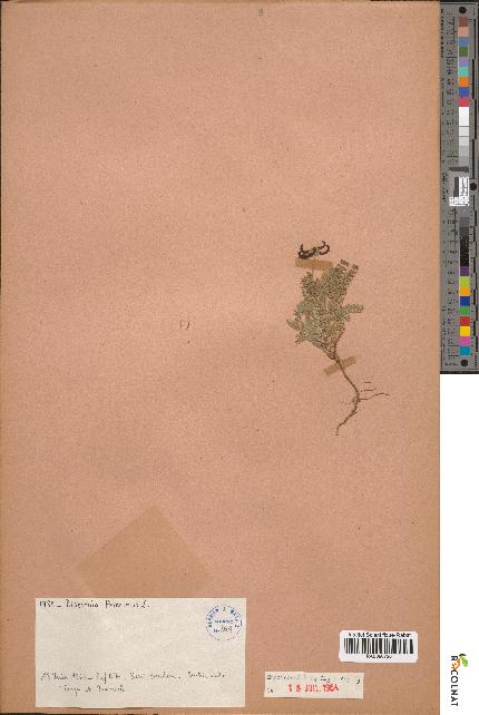 spécimen de Biserrula pelecinus