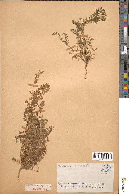 spécimen de Biserrula pelecinus