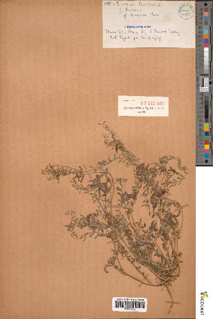 spécimen de Biserrula pelecinus