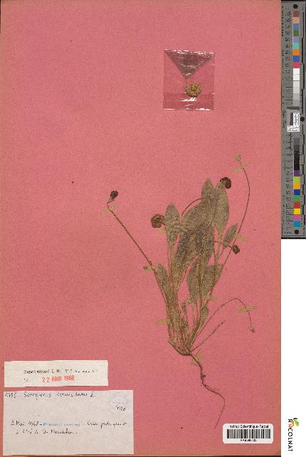 spécimen de Scorpiurus vermiculatus