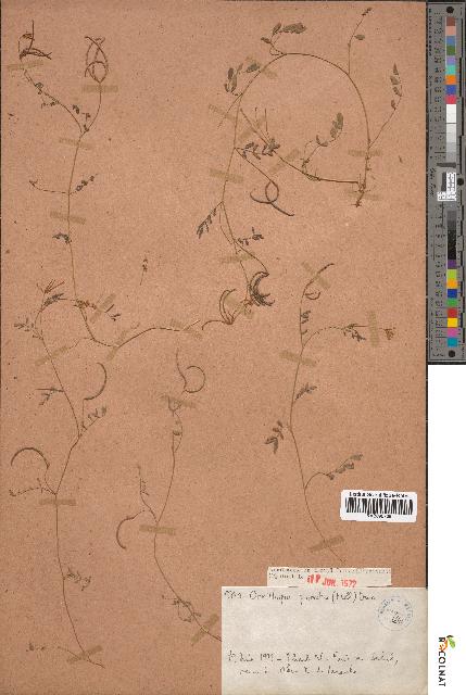 spécimen de Ornithopus pinnatus