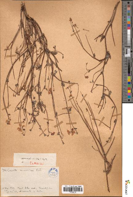 spécimen de Coronilla ramosissima