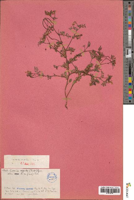 spécimen de Coronilla repanda