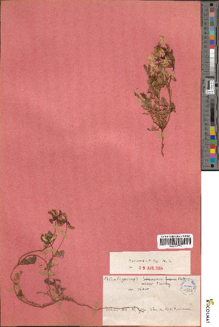 spécimen de Hippocrepis minor
