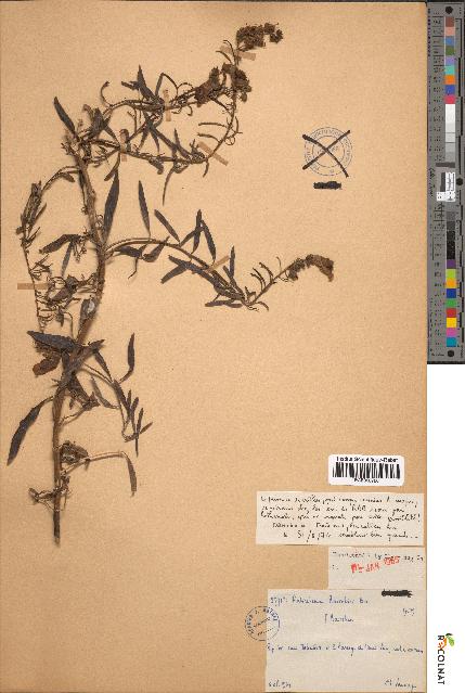 spécimen de Antirrhinum barrelieri