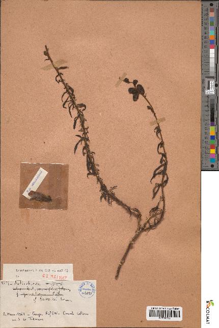 spécimen de Antirrhinum barrelieri