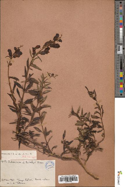 spécimen de Antirrhinum barrelieri