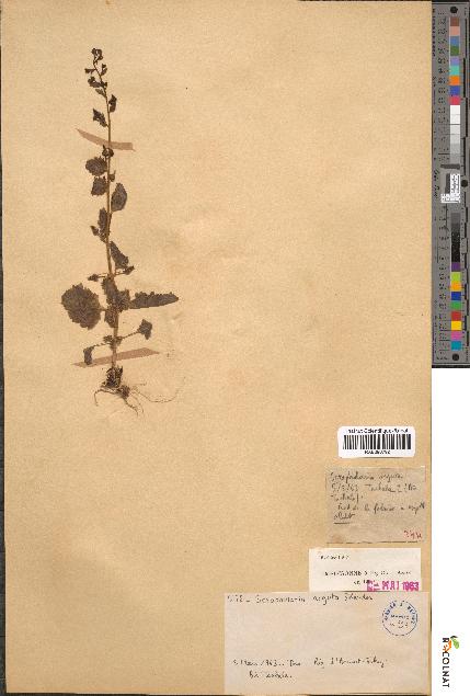 spécimen de Scrophularia arguta