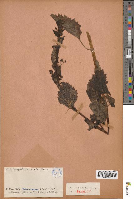 spécimen de Scrophularia arguta