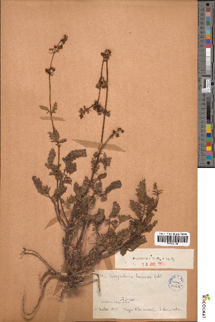 spécimen de Scrophularia laevigata