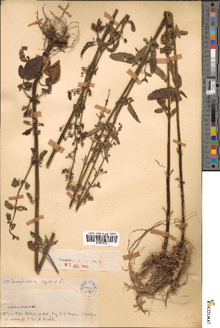 spécimen de Scrophularia aquatica