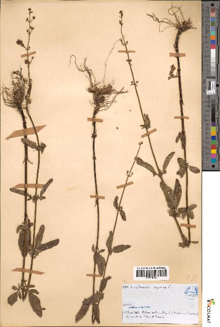 spécimen de Scrophularia aquatica