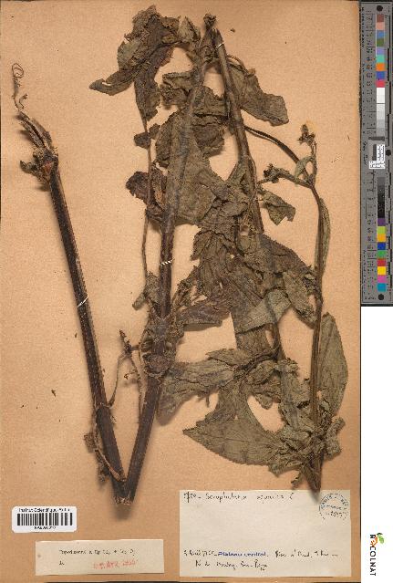 spécimen de Scrophularia aquatica