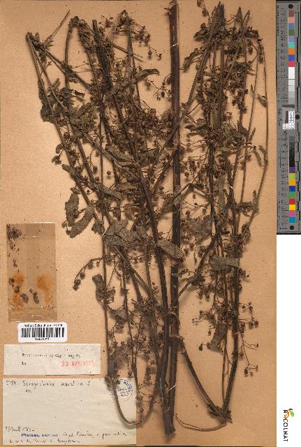 spécimen de Scrophularia aquatica