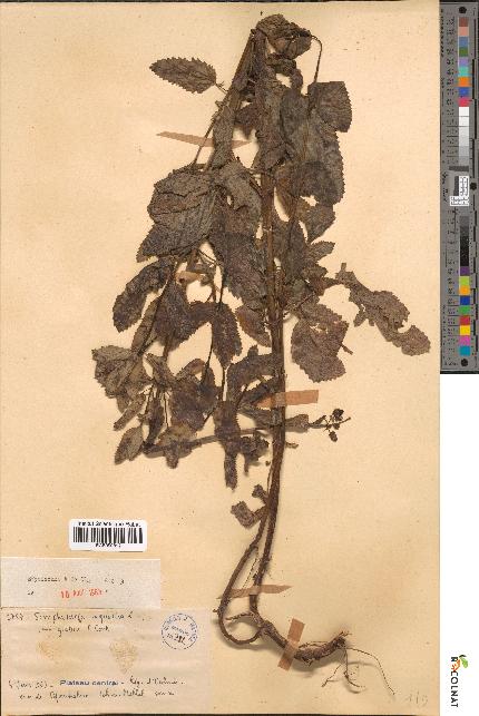 spécimen de Scrophularia aquatica