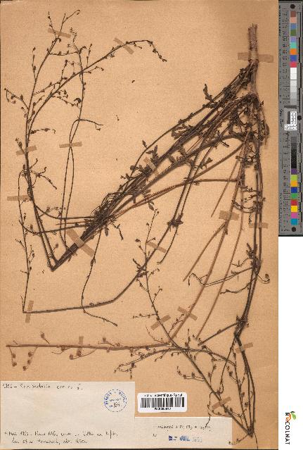 spécimen de Scrophularia canina