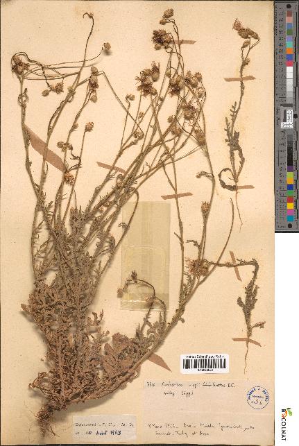 spécimen de Amberboa lippii