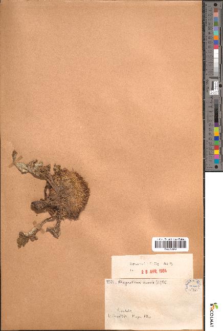 spécimen de Rhaponticum acaule