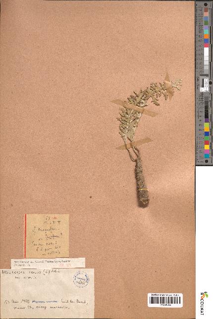 spécimen de Leuzea acaulis