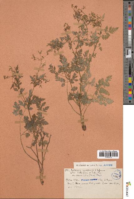 spécimen de Anthriscus sylvestris