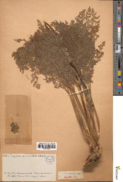 spécimen de Tinguarra sicula
