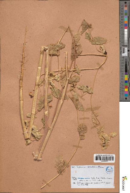 spécimen de Bupleurum lancifolium