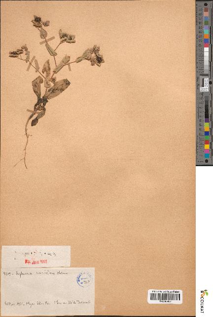 spécimen de Bupleurum lancifolium