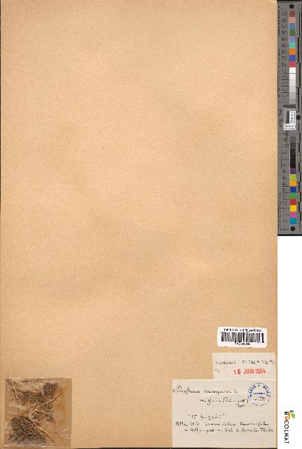 spécimen de Bupleurum semicompositum