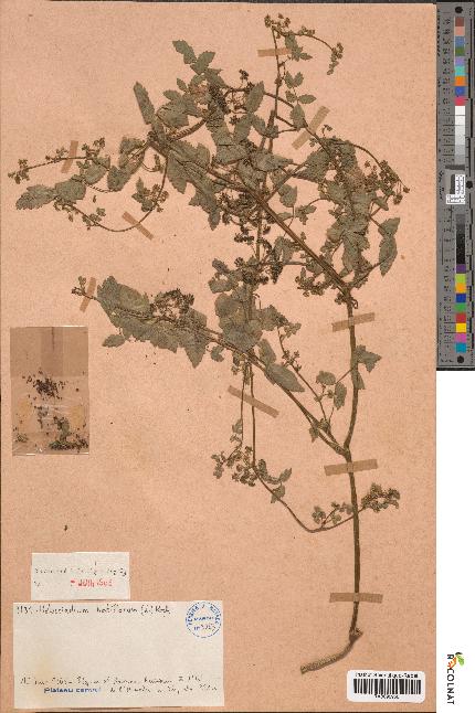 spécimen de Helosciadium nodiflorum