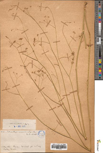 spécimen de Pituranthos chloranthus
