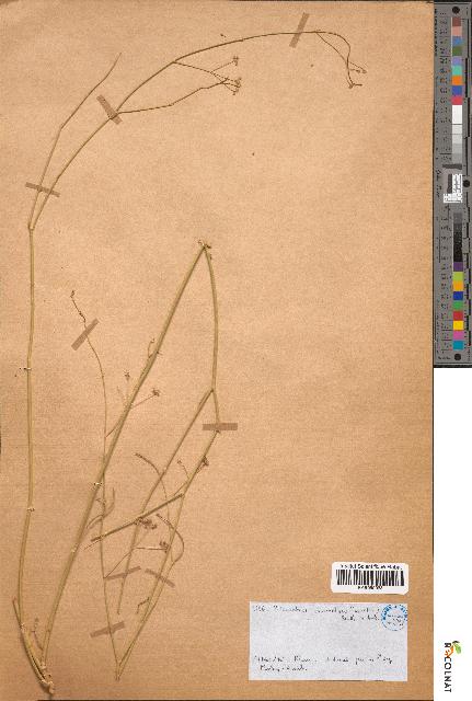 spécimen de Pituranthos chloranthus
