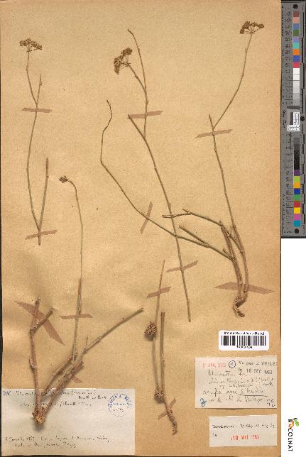 spécimen de Pituranthos chloranthus