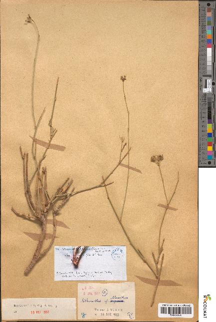 spécimen de Pituranthos chloranthus